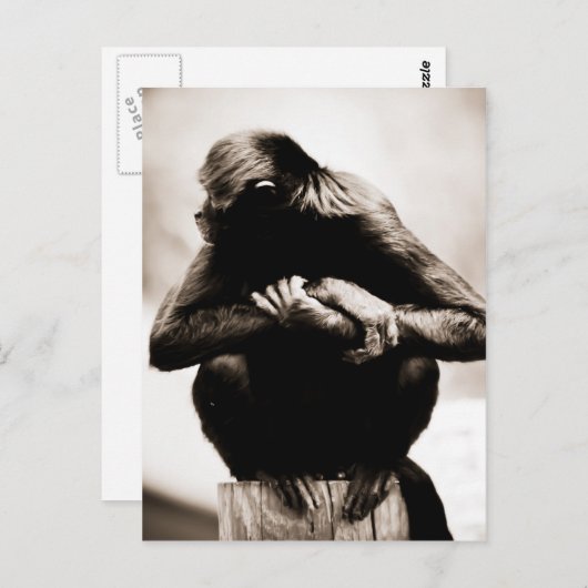 Spinaap briefkaart (Voorkant / Achterkant)