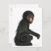 Spinaap met rode zijde - Ateles paniscus (3) Briefkaart (Voorkant / Achterkant)