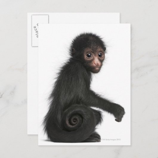 Spinaap met rode zijde - Ateles paniscus (3) Briefkaart (Voorkant / Achterkant)