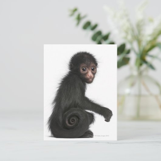 Spinaap met rode zijde - Ateles paniscus (3) Briefkaart (Staand voorkant)