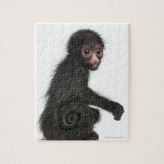 Spinaap met rode zijde - Ateles paniscus (3) Legpuzzel (Verticaal)