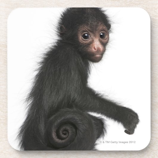 Spinaap met rode zijde - Ateles paniscus (3) Onderzetter (Voorkant)