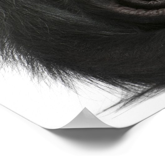 Spinaap met rode zijde - Ateles paniscus (3) Poster (Hoek)