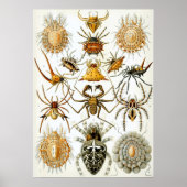 Spinachtigen door Ernst Haeckel, Oude Spinnen Poster (Voorkant)