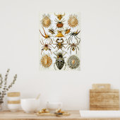 Spinachtigen door Ernst Haeckel, Oude Spinnen Poster (Keuken)