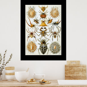 Spinachtigen door Haeckel vintage spin illustratie Poster