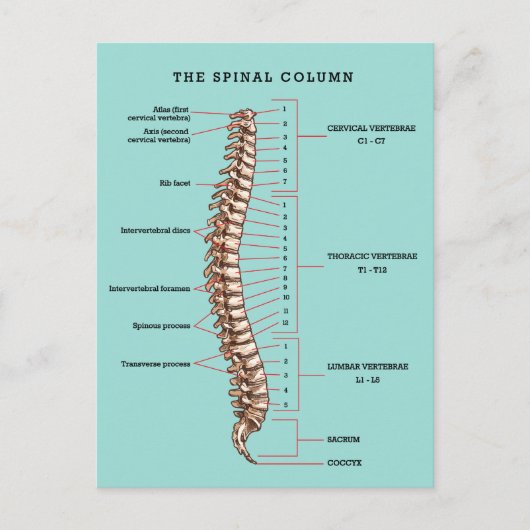 Spinal Column Anatomical Chiropractic Reactivation Briefkaart (Voorkant)