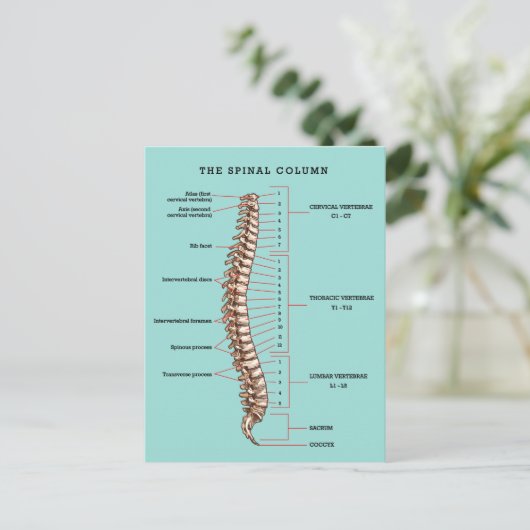 Spinal Column Anatomical Chiropractic Reactivation Briefkaart (Staand voorkant)