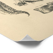  Spinale anatomie 1880 Afdrukken Poster (Hoek)