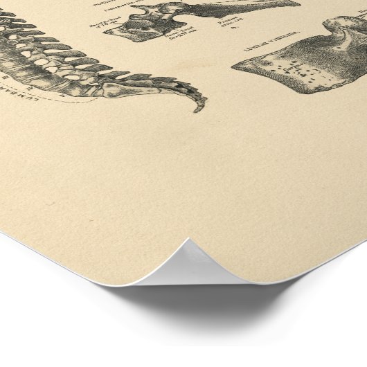  Spinale anatomie 1880 Afdrukken Poster (Hoek)