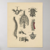  Spinale anatomie 1880 Afdrukken Poster (Voorkant)