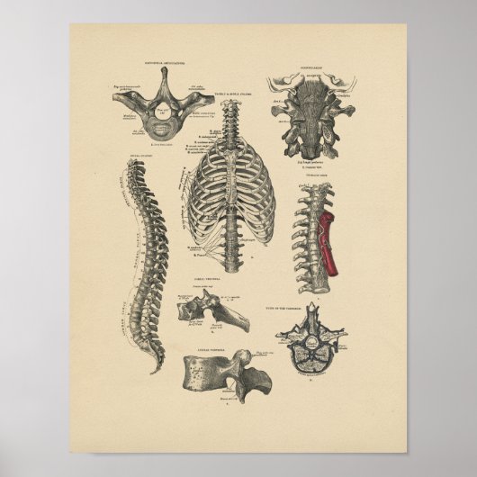  Spinale anatomie 1880 Afdrukken Poster (Voorkant)