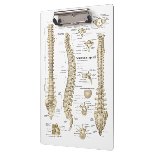 Spinale anatomie Artsen Office Klembord (Links)