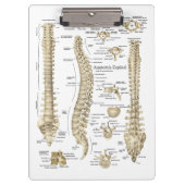 Spinale anatomie Artsen Office Klembord (Voorkant)