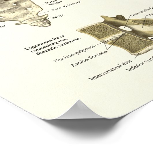 Spinale anatomie Medical Chiropractisch Poster (Hoek)