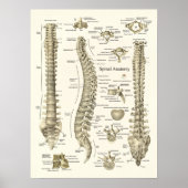 Spinale anatomie Medical Chiropractisch Poster (Voorkant)
