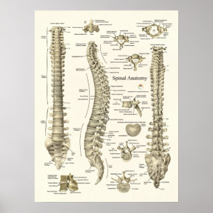 Spinale anatomie Medical Chiropractisch Poster