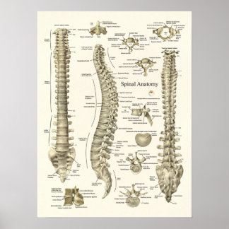 Spinale anatomie Medical Chiropractisch Poster