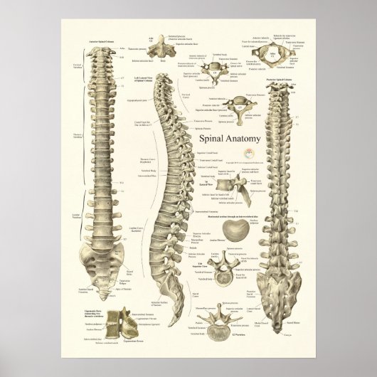 Spinale anatomie Medical Chiropractisch Poster (Voorkant)