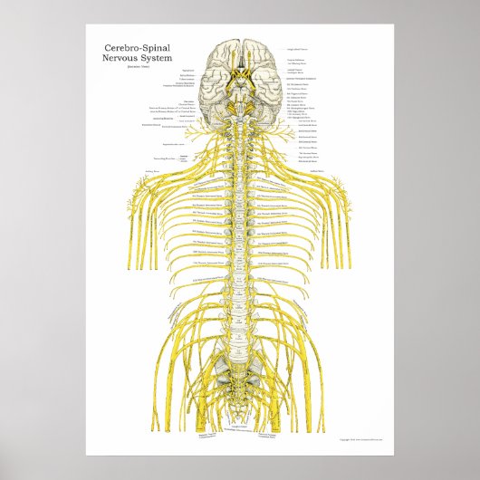 Spinale craniale zenuwen Poster van de chiropracti (Voorkant)