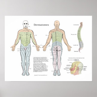 Spinale dermatomes Poster Chiropractic