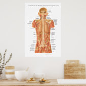 Spinale kabel, inwendige organen en spieren Anatom Poster (Keuken)