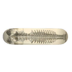 Spinale kolom skateboard
