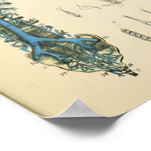 Spinale kolom Veins Anatomie Art Print (Hoek)