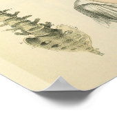 Spinale kolom Vertebrae Anatomie Art Afdrukken Poster (Hoek)