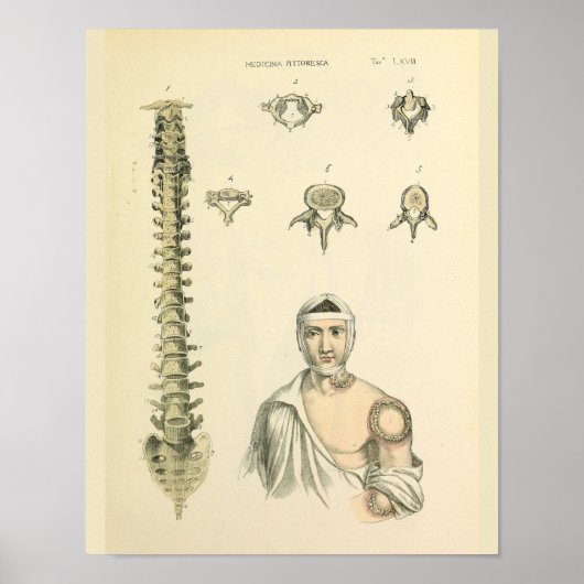 Spinale kolom Vertebrae Anatomie Art Afdrukken Poster (Voorkant)