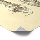 Spinale kolom Vertebrae Anatomie Botten Afdrukken Poster (Hoek)