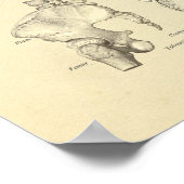 Spinale kolom Vertebrae Anatomie Botten Afdrukken Poster (Hoek)