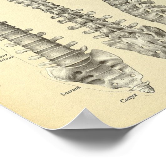 Spinale kolomanatomie Afdrukken Poster (Hoek)