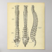 Spinale kolomanatomie Afdrukken Poster (Voorkant)