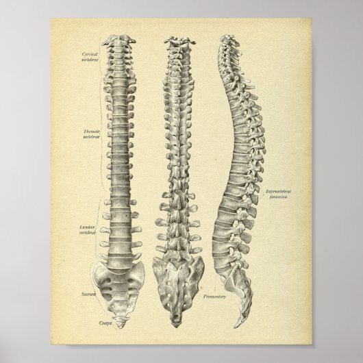 Spinale kolomanatomie Afdrukken Poster (Voorkant)