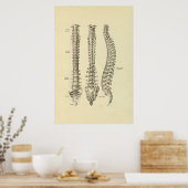 Spinale kolomBotten Anatomie Afdrukken Poster (Keuken)