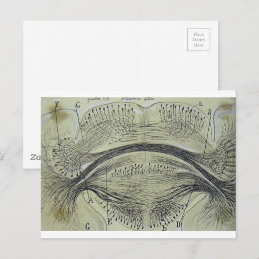 Spinale neuronen van Cajal - 5 Briefkaart (Voorkant / Achterkant)