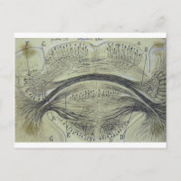 Spinale neuronen van Cajal - 5