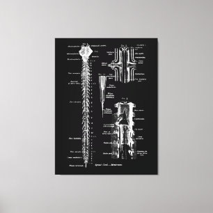 Spinale slijmvliezen Anatomie Medische Decor Canvas Afdruk
