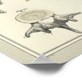 Spinale wervels Anatomie Chiropractische afdruk Poster (Hoek)