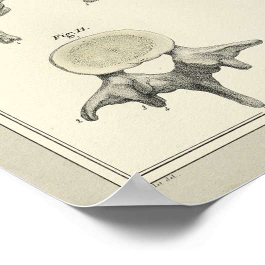 Spinale wervels Anatomie Chiropractische afdruk Poster (Hoek)