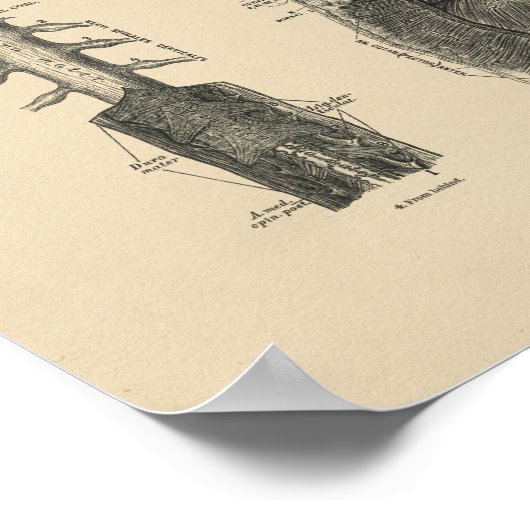 Spinale zenuwen Anatomie 1880 Afdrukken Poster (Hoek)