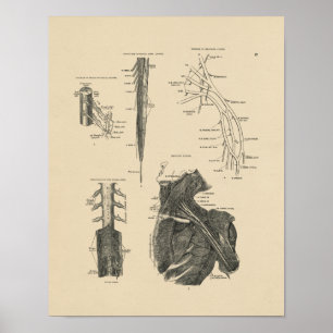 Spinale zenuwen Anatomie 1880 Afdrukken Poster