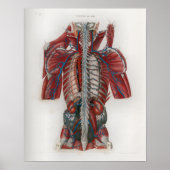 Spinale zenuwen Anatomie Poster (Voorkant)