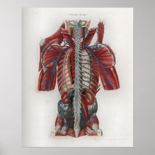 Spinale zenuwen Anatomie Poster