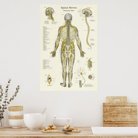 Spinale zenuwen Chiropractie Medisch Poster (Keuken)