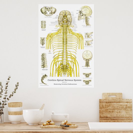 Spinale zenuwen Chiropractische subluxaties Poster (Keuken)