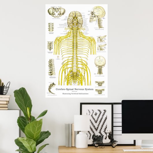 Spinale zenuwen Chiropractische subluxaties Poster (Thuiskantoor)