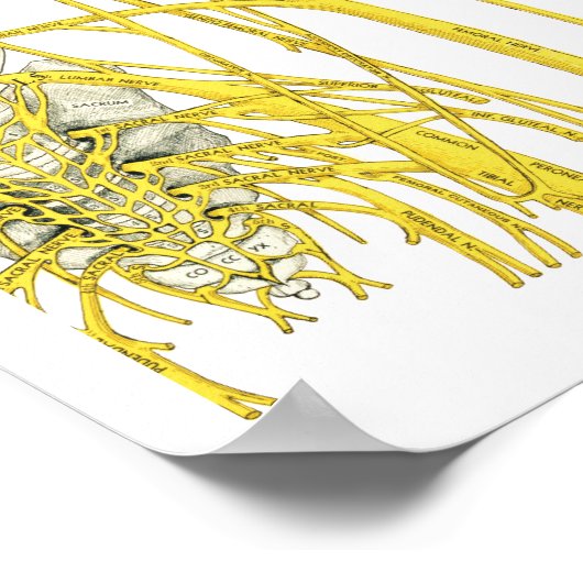 Spinale zenuwen en subluxe Chiropraktijk Poster (Hoek)