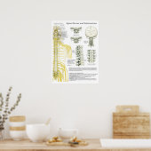 Spinale zenuwen en subluxe Chiropraktijk Poster (Keuken)